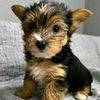 Yorkiepuppyforadoptn/rehoming