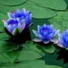 tunjung.biru70
