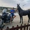 abdo.pnl2