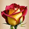 most.shilpi.khatu0