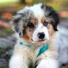Fun Pets