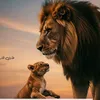 ammar.am91
