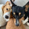 benjii.and.rocco