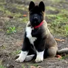 A.Akita Rocky