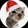 Christmas kitty