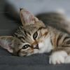 hellokitty_xoxo2020