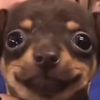 doggyawsome191