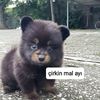 elyph03