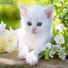 saedigasem.alsaed