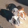 3bostons