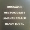 boss.gacorrd