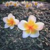 snsakib347