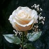 white.rose1279