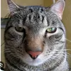 banan_cat123