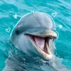 فان زيد طارق 🐬