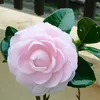 Thỏ