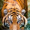 kingjeelam
