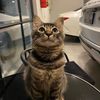kucing_mujaer