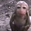 depchaivicutoo