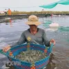 khoi_nghiep_nuoi_tom1