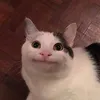 vlog.meoow