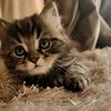 leotheegyptianmeow