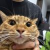 kittenbosss