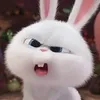 bunny