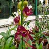bm.orchid
