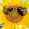 sunflower47757