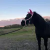 shatlandsponnyn.k