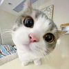 catsrewind