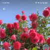 shazadi.doll77
