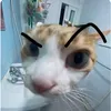 temu.com91