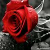 user6091157785511t
