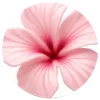 kamilinha7387