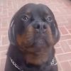 dog_headphones_daily