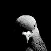 pigeon.gt1