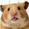 hamster080865