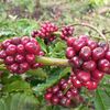 kopi_hitammm52