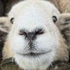 herdy_herdwick