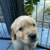 harleythegoldenbabyboy