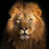 lionking9965