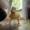 duckie_momo330