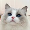 cat’s