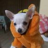 andrewpatitas11