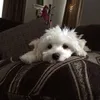 Van Chunq