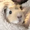 Piggy life