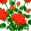 user24372520080767