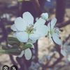 alya_alla1